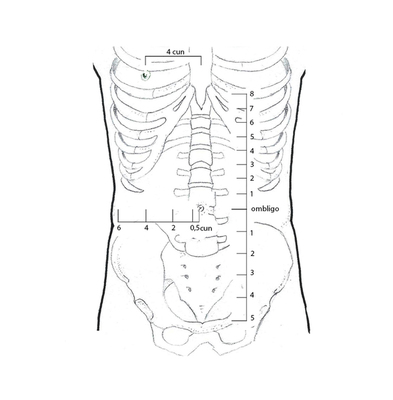 Cun abdomen
