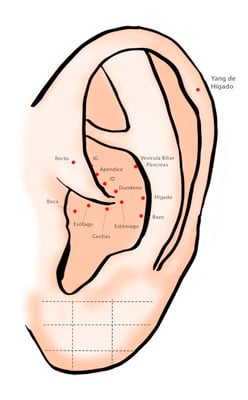 Puntos del sistema digestivo - auriculoterapia
